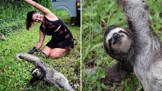 Sloth Becomes Fitness Inspiration After Tourists Spot The Animal On The Side of The Road Doing Yoga