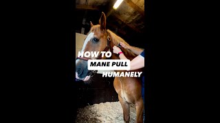 How To Pull A Horses Mane Humanely With The Horse Barber