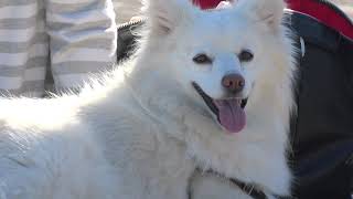 White Pomeranian Puppy