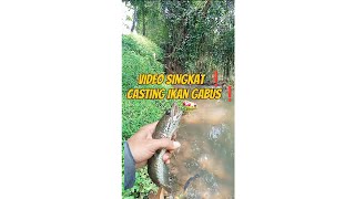 CASTING IKAN GABUS ❗ ADA AJA KENDALA SAAT BERANGKAT ❗@Singpentingmancing-lf2rs