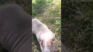 *Sold Pocket bully puppy for sale fawn 7/8 weeks old