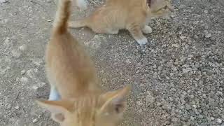 Cute domestic kittens