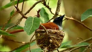 indian paradise flycatcher