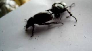 An Adult Pair of Xylotrupes Gideon Siamensis Rhino Beetles wondering around