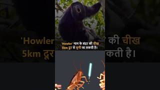 pet monkey, monkey baby bibi monkey, little monkey, baby monkey,  monkey video, monkey kiki अजब-गजब