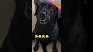 Black 🐕 😂😂#comedy#funny#viral #tranding#shorts@somaiyakamlesh2131#please like and subscribe