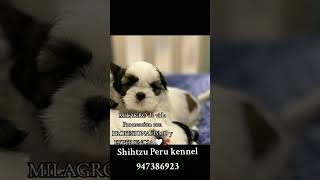 SERVICIO PROFESIONAL DE PROCREACIÓN SHIHTZU / SHIHTZU PERU KENNEL.