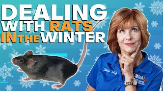 Keep Rats Out In Winter!