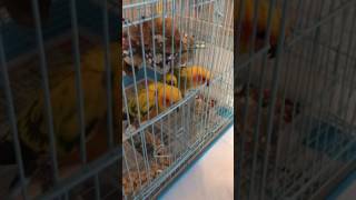 Babies introduced to the Weaning Cage Sun Conures