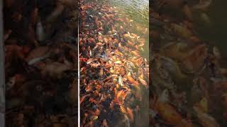 #shorts Feeding numerous fishes ❤️ | Must visit place in Balasore Odisha #myfirstyoutubeshorts