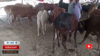 livestock👌Today Maveshi market live Video👍|| Nadeem Speaks