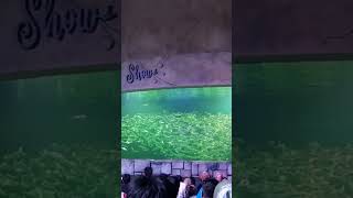 nonton atraksi ikan di seaworld ancol