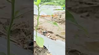 মরিচ চাষ পদ্ধতি #কৃষি #agriculture#viralvideo #viralshorts