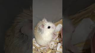 Smaller and cutest pets Roborovski hamster pets #shortvideo (4)