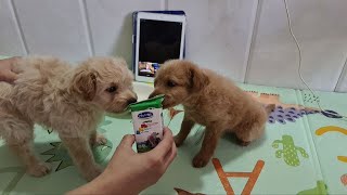 So funny!Cute Baby Puppies follow the TV  learn how to drink milk