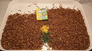 Mealworm Army vs Sour Dweebs Timelapse (4K)