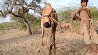 or hamari yahan tharparkar ma peena ka pani ese nikalte han #camel #viralvideo #youtubevideo