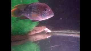 Polypterus endlicheri eating a Silverside