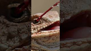 Quick Horned Lizard Facts - The BLOOD Blaster - Animal a Day #shorts #animals