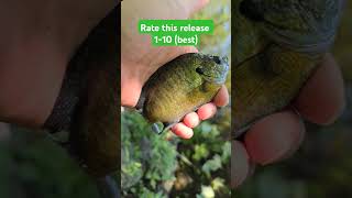 Give him some light #fishing #catchandrelease #creekfishing #sunfish #bluegill #shorts #trending