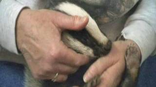 Baby badger gets a blood test