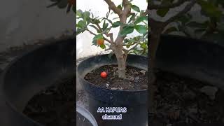 Bakalan Bonsai Sianci Berbuah #Shorts