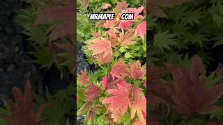 Late summer foliage of Acer shirasawanum Moonrise™ Full Moon Japanese Maple at MrMaple.com