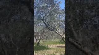 zeytin bahçesi halkalı leke