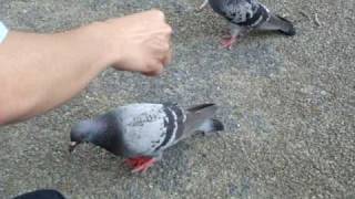 Feeding Pigeons