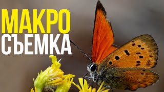 КАК снимать МАКРО? | Макросъемка капель, насекомых и предметки с Nikkor Z MC 105mm F2.8 VR S