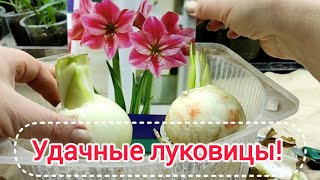 Новые луковицы. Подробнее о выборе. Посадка.