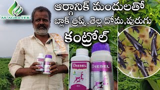 black thrips control on redchilli organic diesel/ బ్లాక్ త్రిప్స్ నివారణకు As agriitek వారి diesel