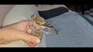 Dody 🐦 eating seeds on my hand ✋️ #Dody #dodo #animals #wildlife #hybrid #birds #love ##fyp #viral