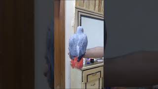 tamed African grey parrot | African grey parrot handtamed #greyparrot