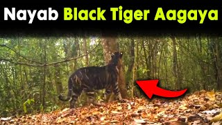 Rare Black Tiger Spotted in India | Black Tiger in real | Tiger Documentry