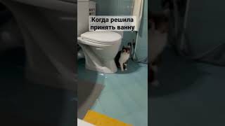 Блюдит 😸 #cat #безкотаижизньнета #юмор