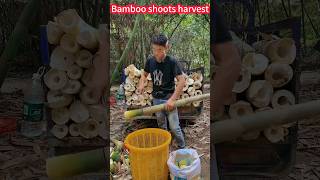 Bamboo shoot cultivation harvest easy and labor-saving trick! One cut。竹筍種植收成輕鬆省力絕招！一刀搞定，口感鮮美