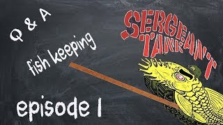 Sergeant Tank Pets: Q & A  (Episode 1)