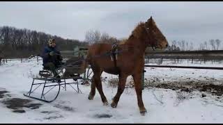 Заездка в санях жеребчика Рема. Перевозский конный завод