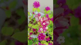 Popping Fuchsia Pink of 21 Jewels Bougainvillea