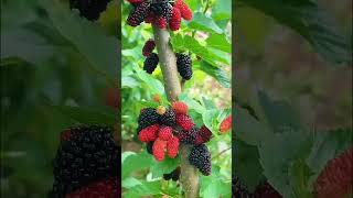 #afghanistanfoodagriculture #blackberries #food #berries #viralshort #vrialshort #viralreels