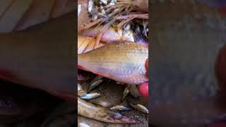 Ikan hasil perangkap bubu payung #bubupayung #bubu #bubuudang #ikan #angkatbubu