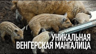 РАЗВОДИМ УНИКАЛЬНУЮ ПОРОДУ СВИНЕЙ МАНГАЛИЦА! ПОЛЬЗА И ЦЕННЕЙШИЕ КАЧЕСТВА!