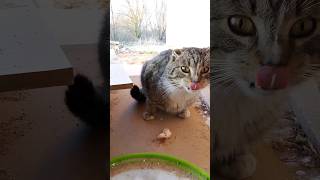 Kitten #kitten #zoo #cat #kittens #animals #animallover #animal #shorts #short #shortvideo #2023