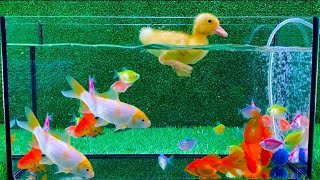 Baby Duck Duckling, Goldfish, Koi Carp Fish - cute baby animals videos