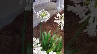 #Agapanthus Enigma #floweringplants #ytshorts #nature #flowers