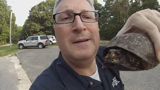 Turtle Rescue!