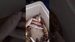 many fish #catching #fishing #shortvideo