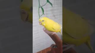 Le plus bel oiseau perruche.latino