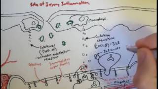 Immunology   Innate Immunity Diapedesis